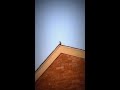 Bird mimicking car alarm 