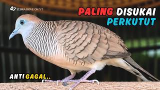 Download lagu SUARA PERKUTUT LOKAL GACOR - Pancingan Pagi Untuk Burung Perkutut Agar Cepat Bunyi  | Zebra Dove 011 mp3