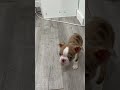 Boston Terrier dogs for sale: Asher - Video 1