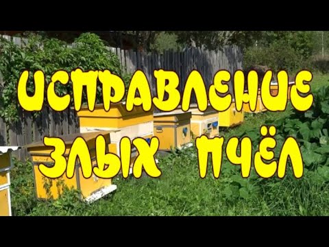 ГЕНИАЛЬНО И ПРОСТО!!! Как исправить злой улей. (BRILLIANT AND SIMPLE!!! How to fix the evil hive.)