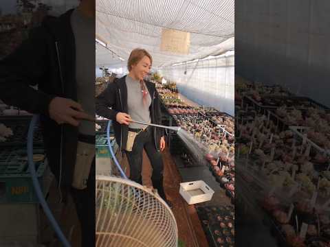 サボテンと多肉植物の水やりについて知っておくべきこと - 量、頻度、避けるべき間違い!  庭園