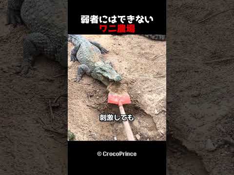 弱者にはできないワニ農場