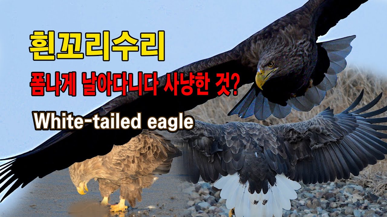 흰꼬리수리 유튜브 썸네일