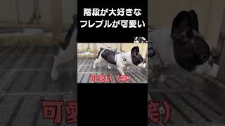 "A French Bulldog who loves stairs is adorable." #shorts #vlog #frenchie