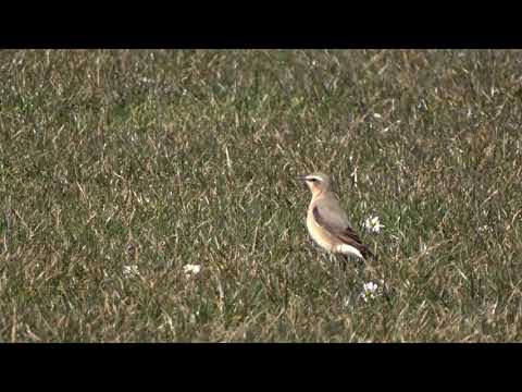 Wheatear - Baiter Park - 16/03/20