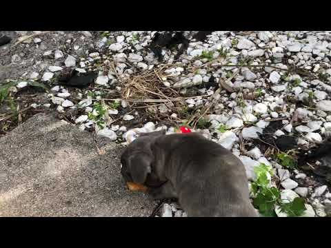 Luna loves her Christmas toy | Staffordshire Bull Terrier puppy