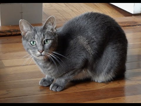 Grey Goose, an adoptable Domestic Short Hair in Long Beach, NY_image-1