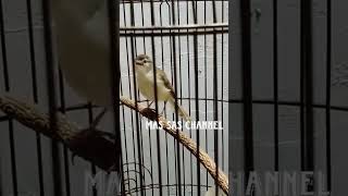 Download lagu Ciwah prenjak klik klik prenjak alang alang mp3 Download lagu Ciwah prenjak klik klik prenjak alang alang mp3