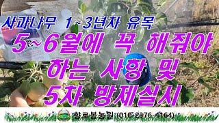 사과나무 1~3년차 유목 5,6월에 꼭 해줘야 하는 사항(측지유인, 적과작업, 인산가리 살포) 그리고 5차 …
