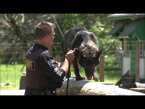 Vote For Dax: Local K-9 finalist at 2019 National Hero Dog Awards