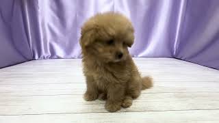 ハーフ犬の動画01