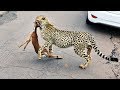 Playing With Your Food Cheetah Cubs Play With Impala