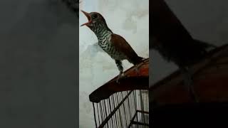 Download lagu viral masteran terbaru 2022..violet cuckhoo// burung kedasih ungu .pass untuk kicau mania mp3