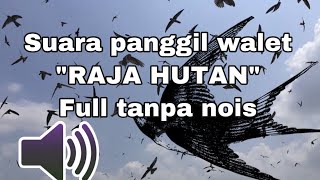 Download lagu 20 menit suara panggil walet “Raja Hutan” jernih tanpa nois mp3 Download lagu 20 menit suara panggil walet “Raja Hutan” jernih tanpa nois mp3