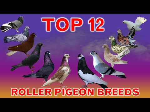 Top 12 Best Roller Pigeon Breeds in the World