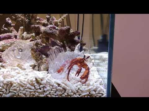 視覚伝達デザイン学科 AKI INOMATA「Why Not Hand Over a “Shelter” to Hermit Crabs?」 /  EYE OF GYRE