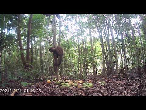 Bicharada na ceva de manga 2024