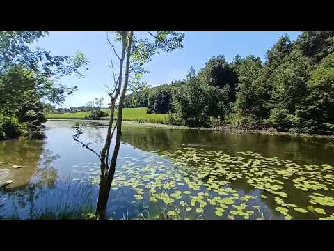 Deutsch Drahthaar Elsa: Wasserarbeit (mit Laika)