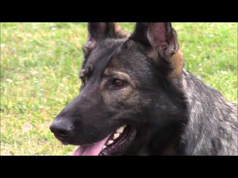 Safira z Jukasu - obedience - 1/2023