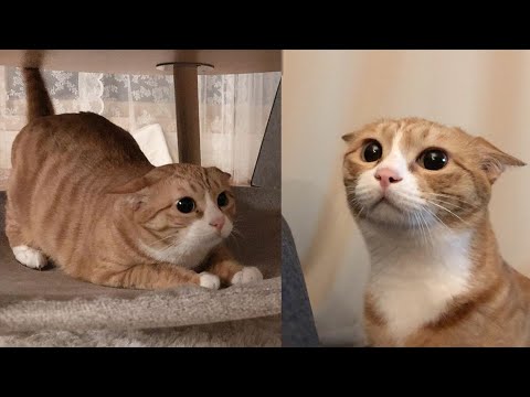 Try Not To Laugh ???? New Funny Cats Video ???? - Fails of the Week Part 21
