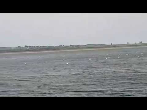 Spectacolul lebedelor la Beresti  Suceava  SuceavaNews