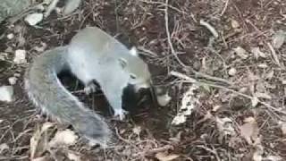 squirrel digging