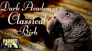 Classical Birb | Calm Rainy Day Dark Academia Music for Birds | Parrot TV for Your Bird Room📚