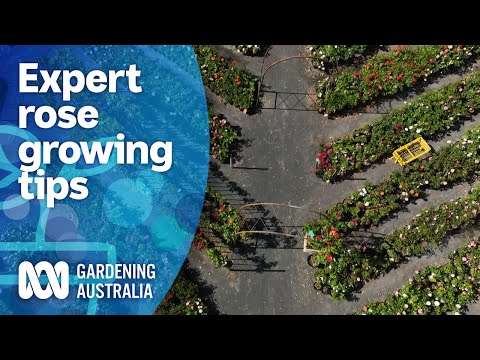 Running an organic rose farm and expert growing tips | My Garden Path | Gardening Australia