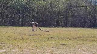 Video preview image #1 American Bulldog-Unknown Mix Puppy For Sale in Anniston, AL, USA