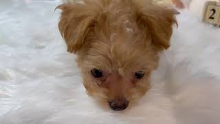 ハーフ犬の動画01