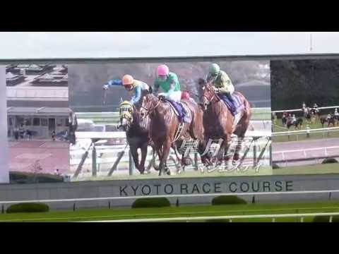 レッドエルディスト in 京都競馬場　at 2016.10.23. 菊花賞（ＧⅠ）＃６