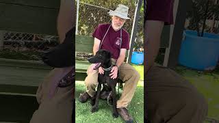 Video preview image #1 Plott Hound-Unknown Mix Puppy For Sale in Pasadena, CA, USA