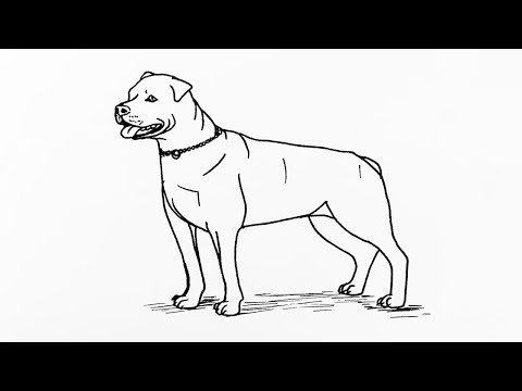 How to draw a Rottweiler