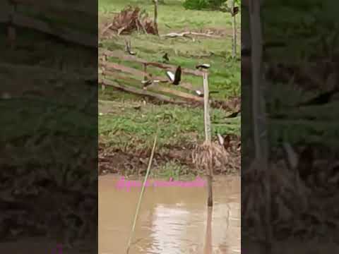 aqui  onde moro em urupa Rondônia