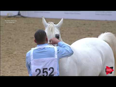 N.252 ABHA AL SHAQAB - 2019 Qatar Individuals - Mares 11 Years Old and Over (Class 9) .mp4