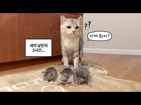 새끼 3마리 낳고 엄마가 됐는데 뭔가 이상한 초보맘