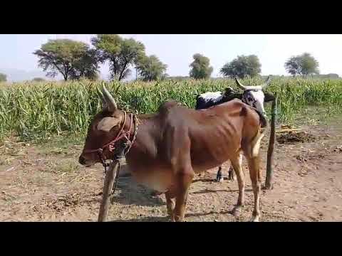 Baly | Naseera Group | MashAllah