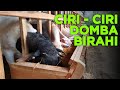 PETERNAK HARUS TAU ️Ciri Ciri Domba Betina Yang Sedang Masa Birahi