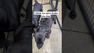 Download lagu Why is my dog  twerking ￼#shortvideo #short #dog #twerkin mp3