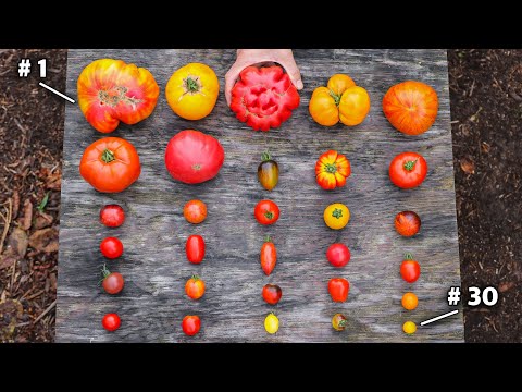 , title : '30 Varietas Tomat Luar Biasa yang Harus Anda Lihat Agar Percaya!'