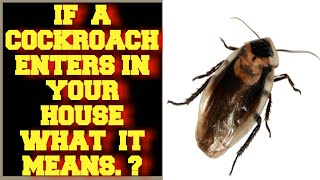 IF A COCKROACH ENTERS IN YOUR HOUSE WHAT IT SPIRITUALLY MEANS ?