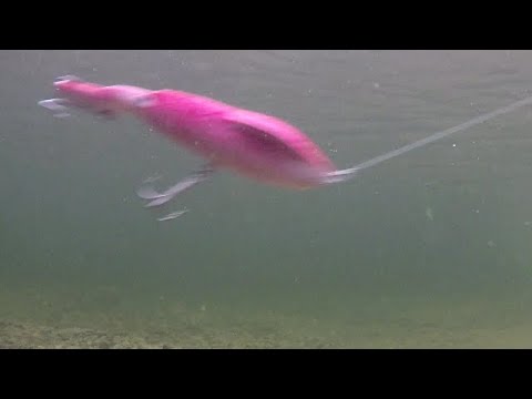 Squid Jerk bait  Underwater Action