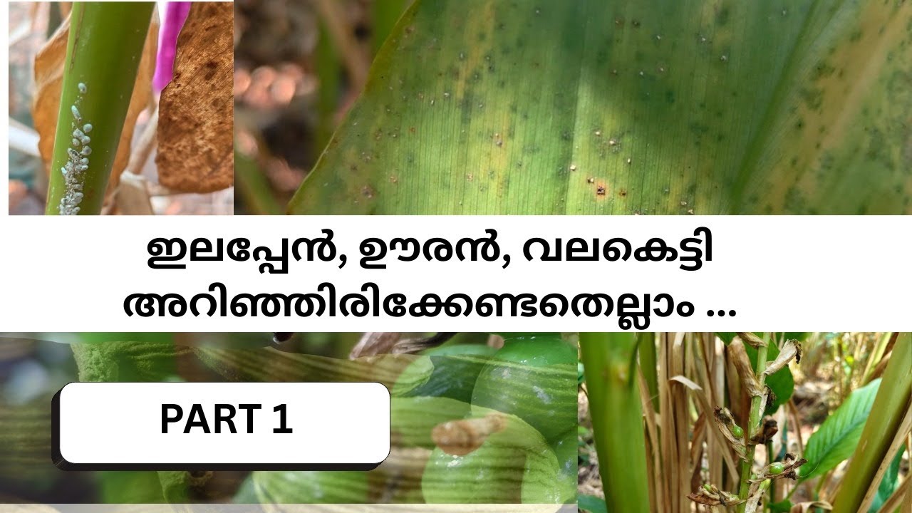 ഇലപ്പേൻ, ഊരൻ, വലകെട്ടി അറിഞ്ഞിരിക്കേണ്ടതെല്ലാം | cardamom price | cardamom buy