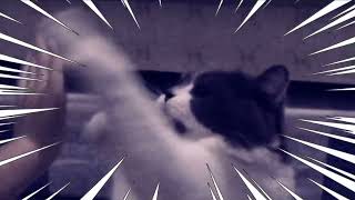 Taro attack