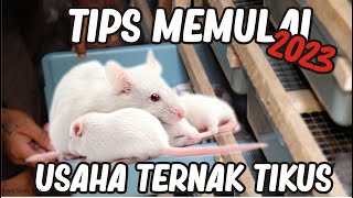 CARA SUKSES TERNAK TIKUS PUTIH DI LAHAN SEMPIT