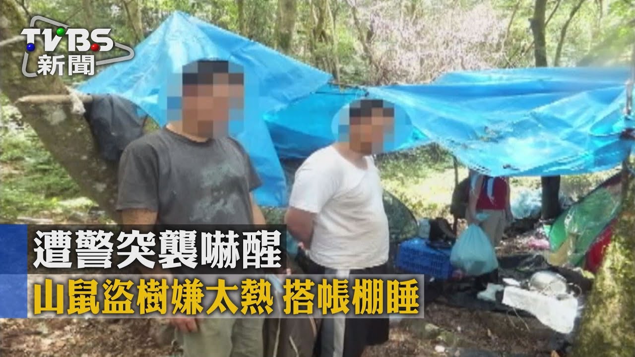 山鼠盜樹嫌太熱 搭帳棚睡遭警突襲嚇醒