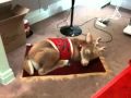 Rudolph Sleeping