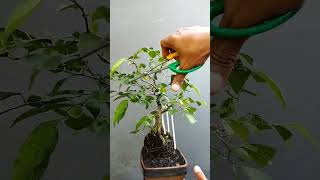 Download lagu Tips Pruning Bonsai Beringin #bonsai #caramembentukbonsai @seputarbonsai mp3 Download lagu Tips Pruning Bonsai Beringin #bonsai #caramembentukbonsai @seputarbonsai mp3