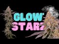 Glowstarz Seed to Harvest with AC Infinity 4x4 Grow Tent (Paradise Seeds) How to Grow Weed