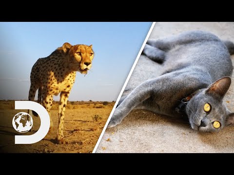 How Can Cheetahs Run So Fast And Why Can Cats Detect Earthquakes? | How Do Animals Do That?